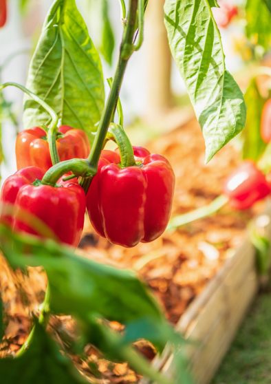 Pimiento en verano