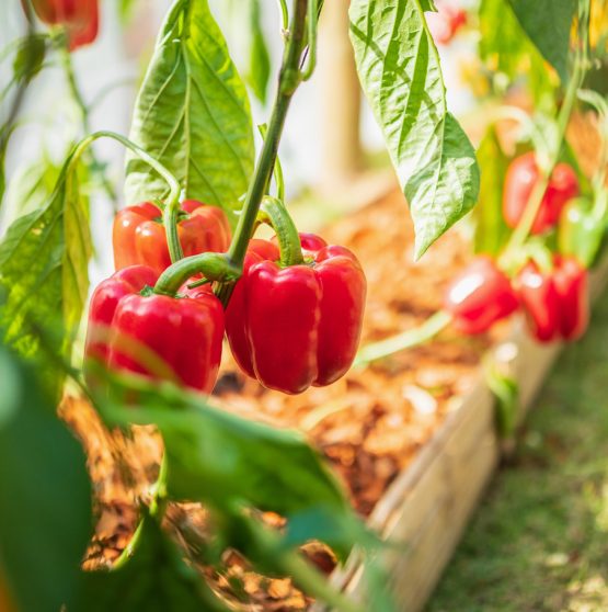 Pimiento en verano