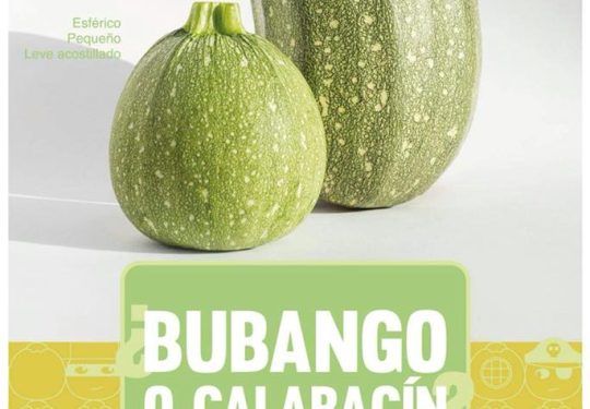 bubangocalabacin