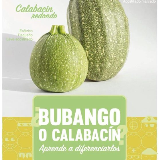 bubangocalabacin