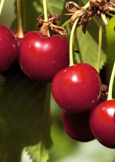 cerezas